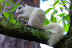 Witte eekhoorn